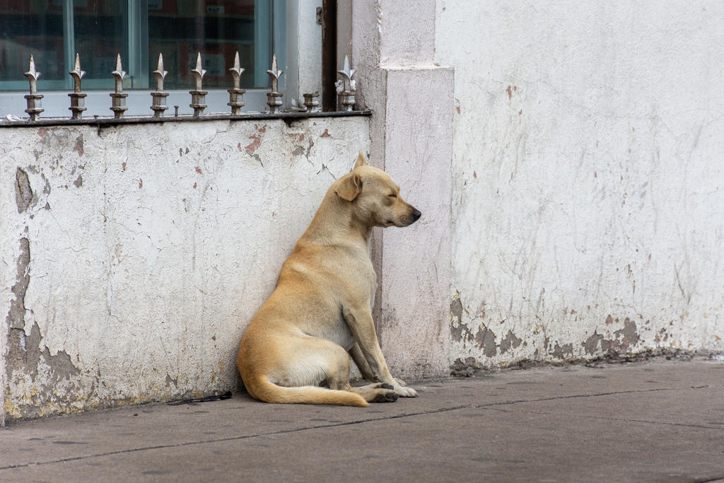 Investigan restos de perros torturados en Guanajuato. Noticias en tiempo real