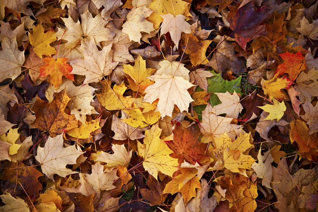¿Por qué en otoño las hojas de los árboles cambian de color?. Noticias en tiempo real