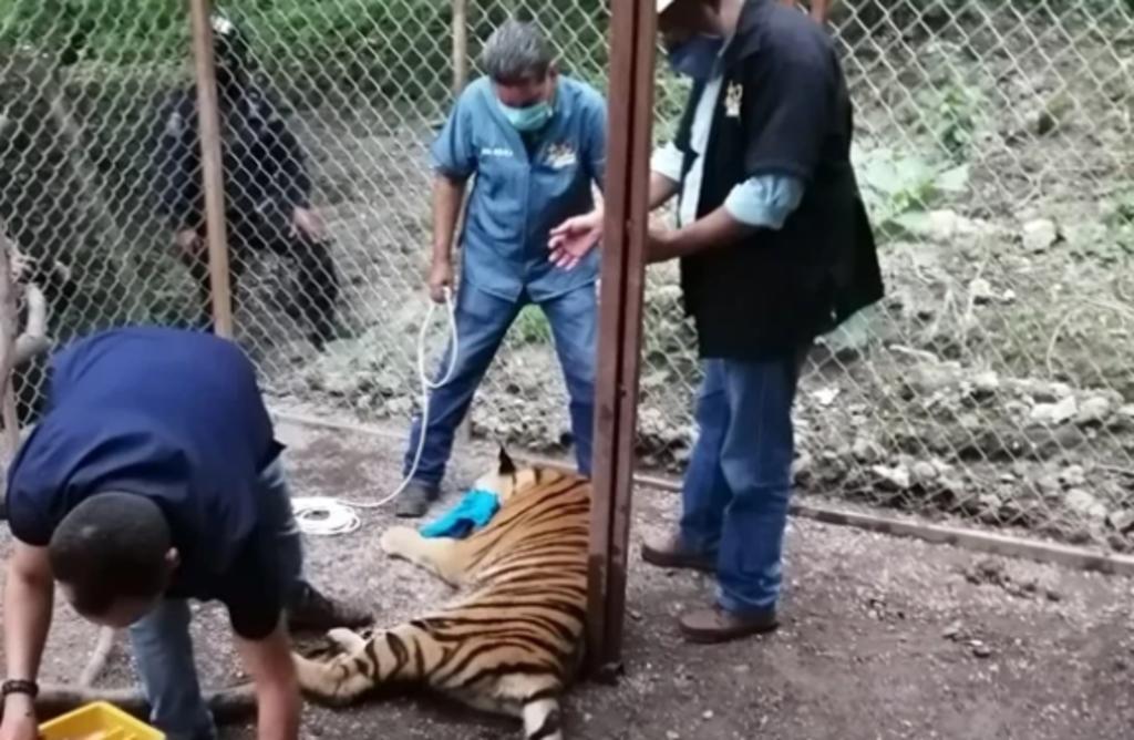 Aseguran tigre de Bengala en presunta casa de organización criminal. Noticias en tiempo real