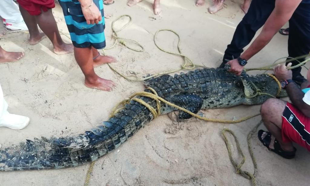 Capturan a cocodrilo que deambulaba en playas de Acapulco. Noticias en tiempo real
