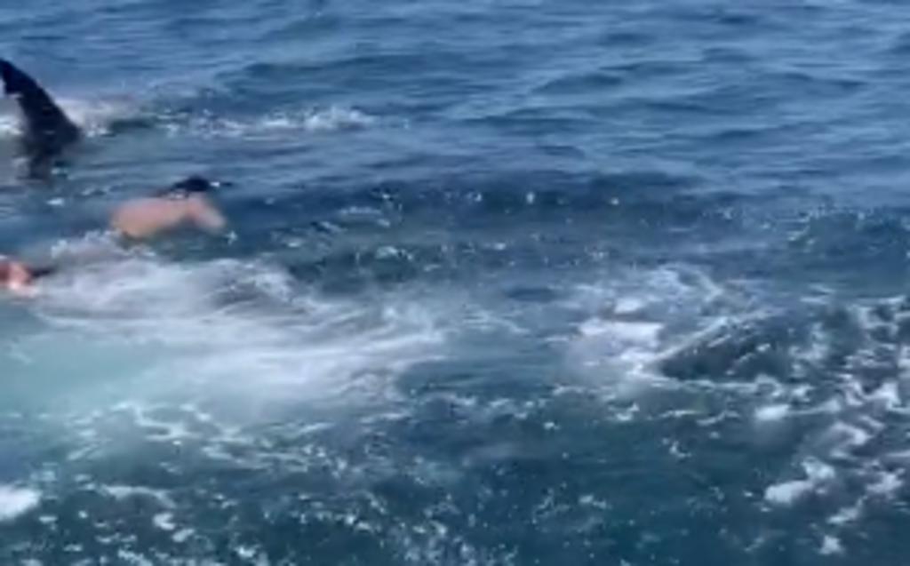 Hombre nada junto a un tiburón blanco tras confundirlo con una especie inofensiva. Noticias en tiempo real