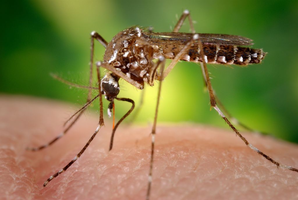 Aumenta en temporada riesgo de contraer dengue. Noticias en tiempo real