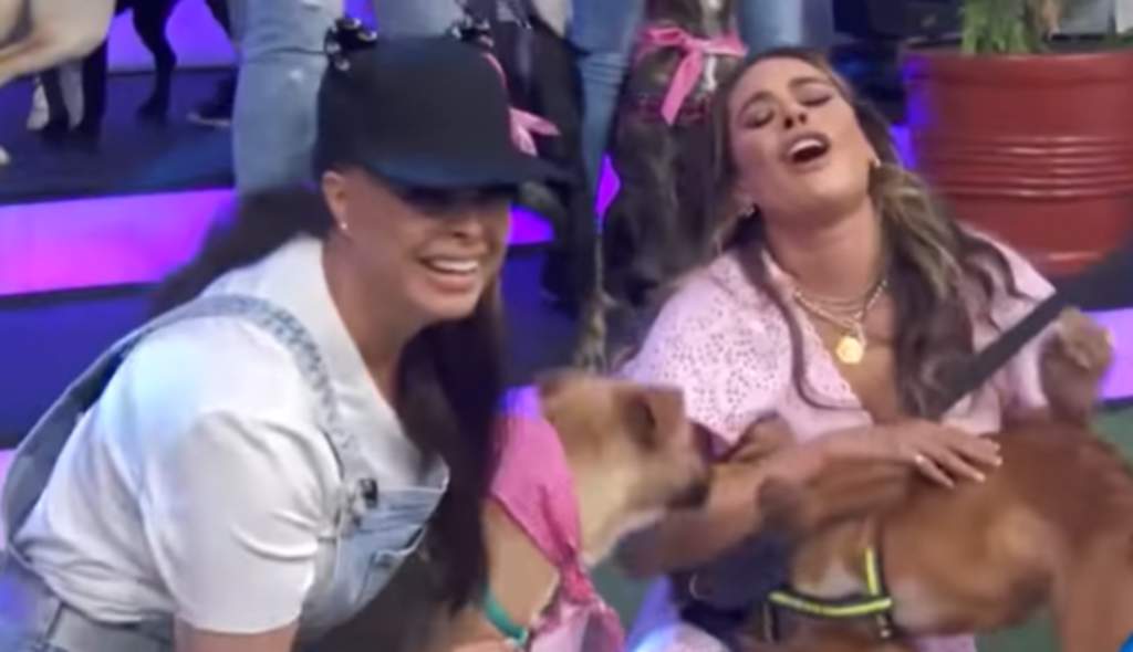 Yadhira Carrillo vuelve a la TV para pedir que adopten a sus perros. Noticias en tiempo real