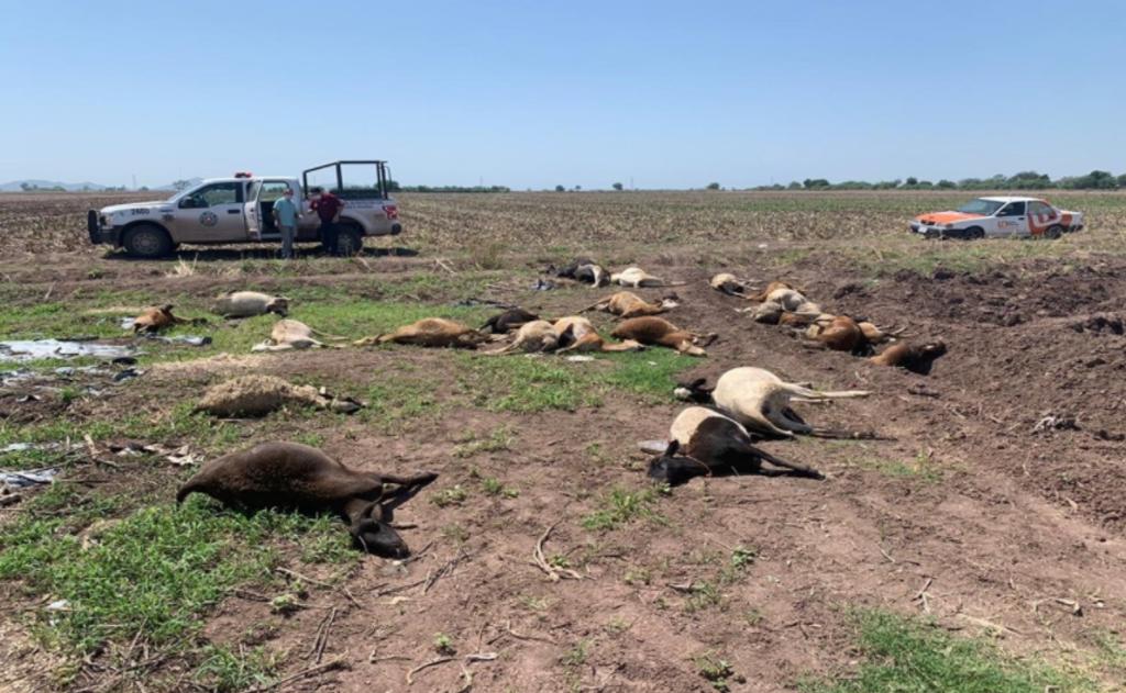 Mueren 30 borregos por envenenamiento en Culiacán. Noticias en tiempo real