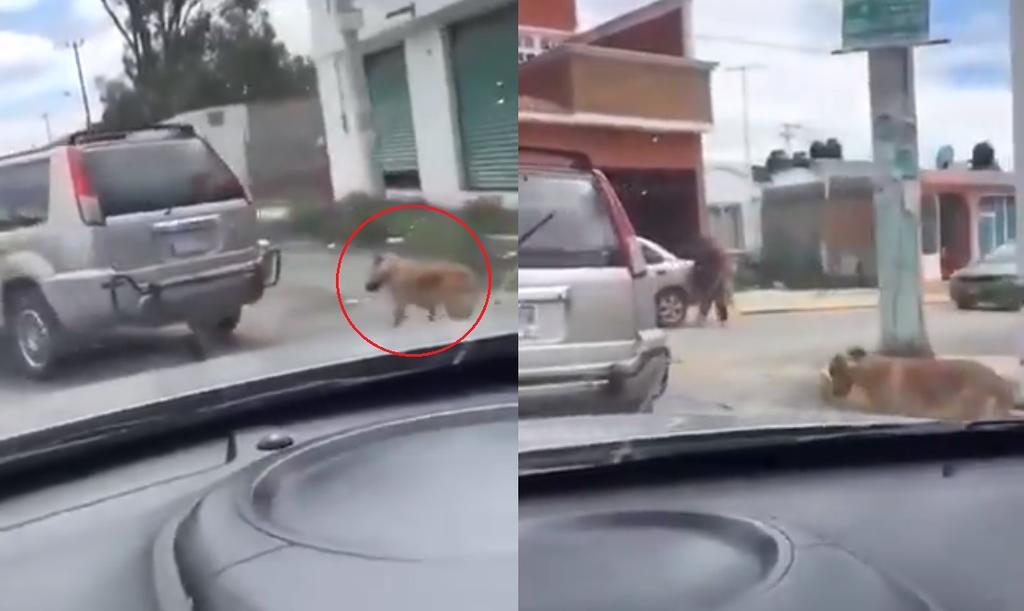 Denuncian a pareja que arrastraba a perro atado a una camioneta en Hidalgo. Noticias en tiempo real