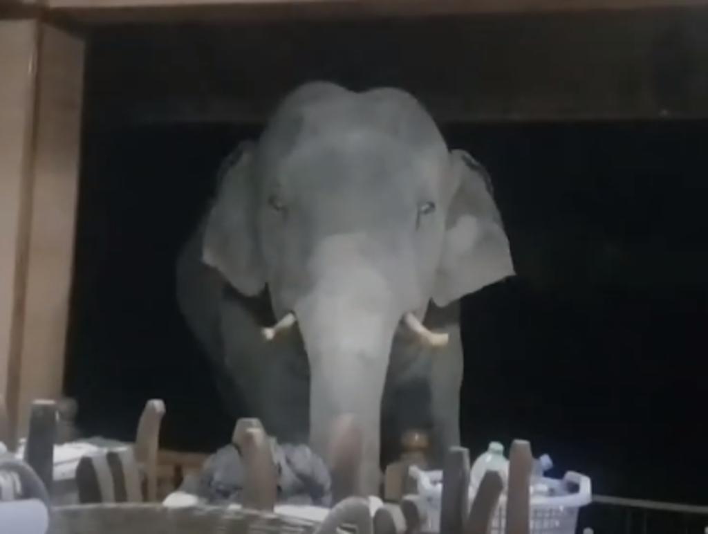 Elefante sorprende a una familia de noche e intenta robarlos. Noticias en tiempo real