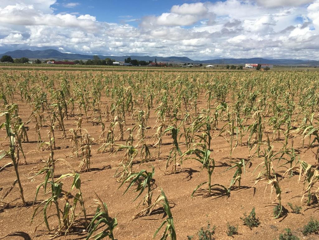 Descartan poder apelar 'sequía extrema' en México, El Siglo de Torreón