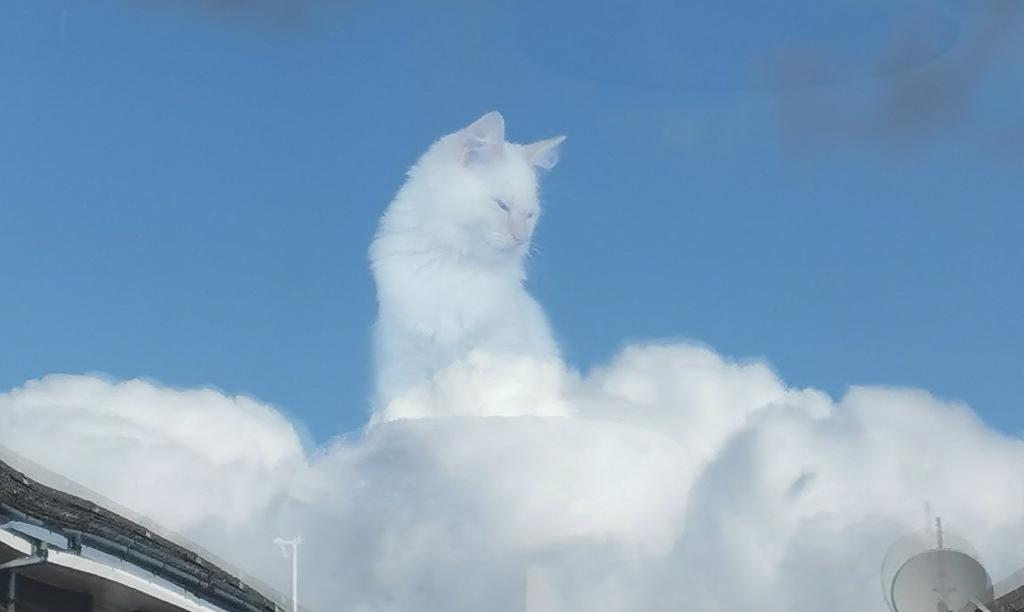 VIRAL: Fotografía de gato 'sobre las nubes' se convierte en material de  memes, El Siglo de Torreón