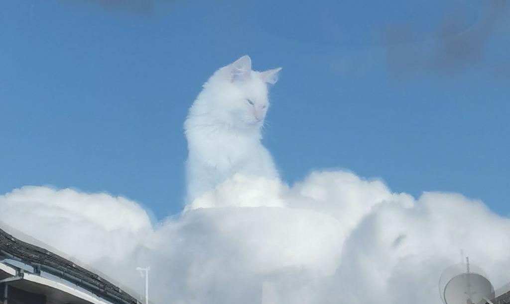 VIRAL: Fotografía de gato 'sobre las nubes' se convierte en material de memes, El Siglo de Torreón