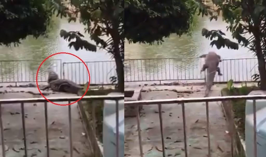 VIDEO: Captan a enorme cocodrilo deambulando en hotel de Tabasco. Noticias en tiempo real