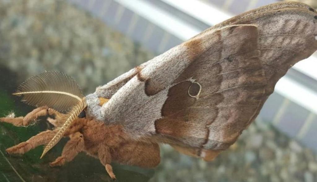 VIRAL: Tarántula con alas desconcierta en redes sociales. Noticias en tiempo real