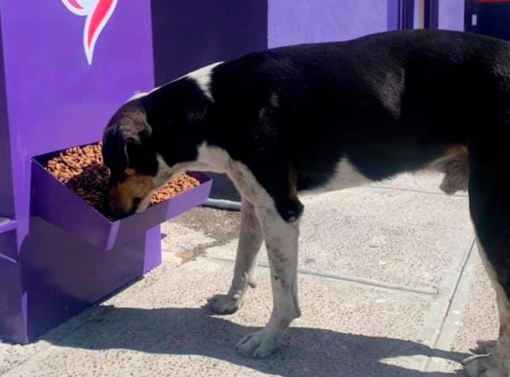 Gasolinera de Torreón se vuelve viral por ayudar a perritos de la calle. Noticias en tiempo real