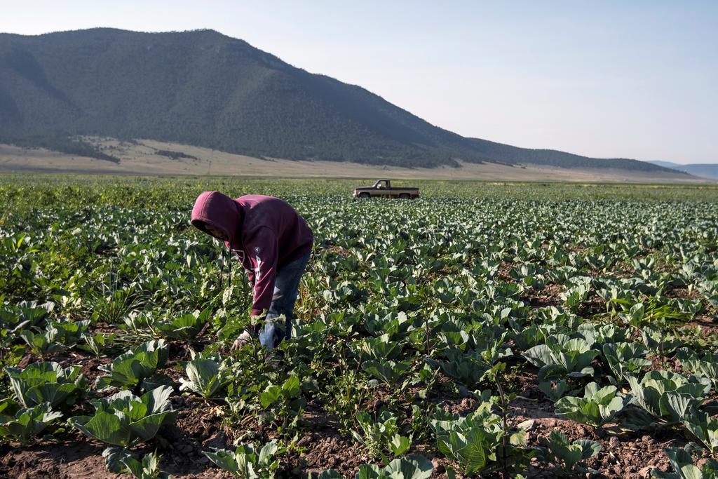 Austeridad de la 4T deja al sector agro desvalido de seguro. Noticias en tiempo real