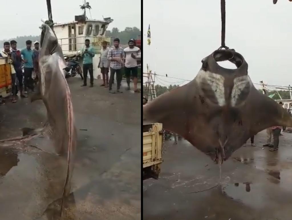 Pescan una mantarraya gigante en la India. Noticias en tiempo real