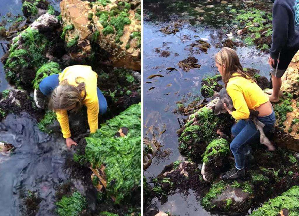 Niña salva a un tiburón atrapado entre piedras. Noticias en tiempo real