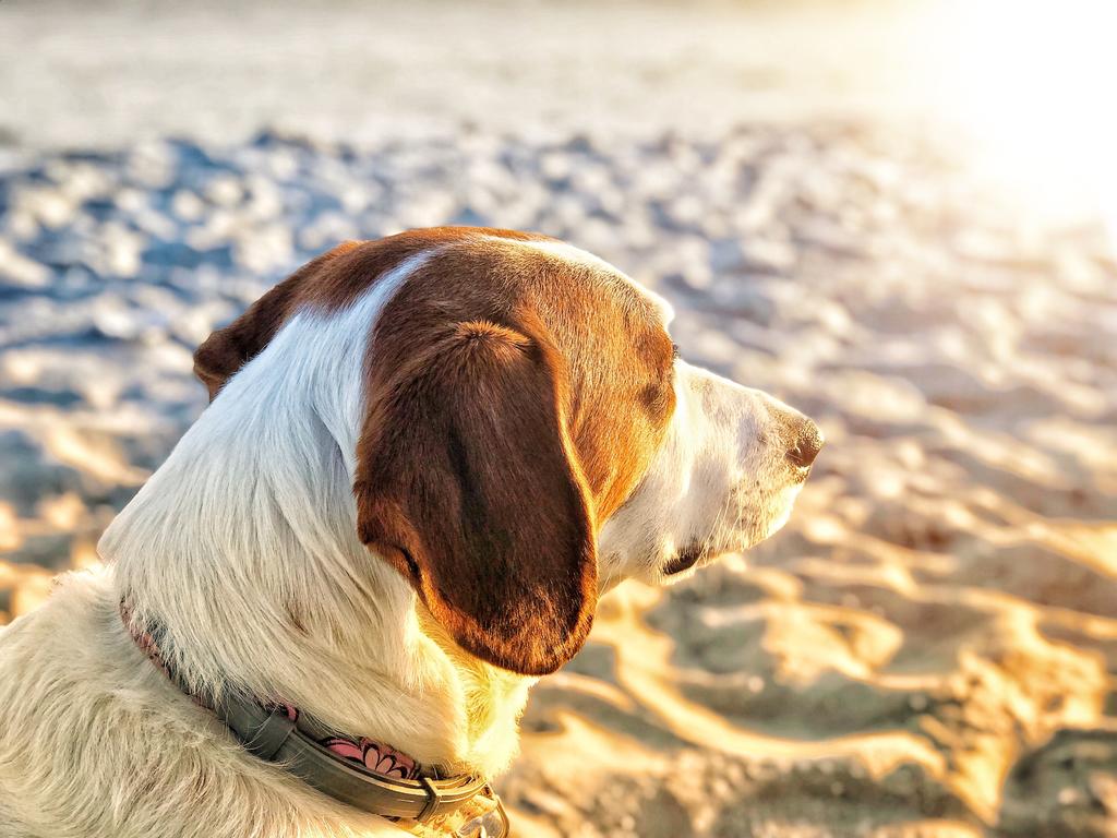 ¿Por qué es importante que los perros tomen el sol?. Noticias en tiempo real