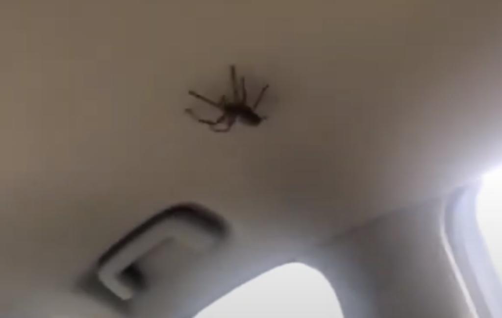 Mujeres enloquecen dentro de una camioneta gracias a una araña viva. Noticias en tiempo real