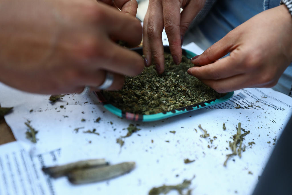 Pide AMLO tener confianza en personas ante despenalización de marihuana. Noticias en tiempo real