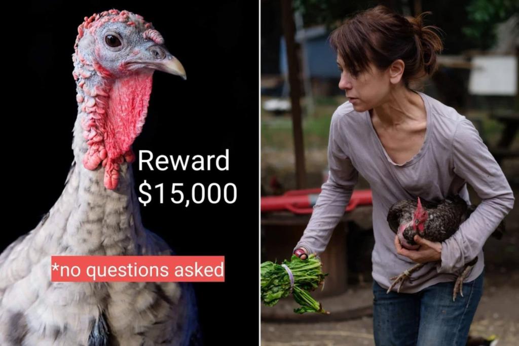Mujer ofrece recompensa a quien le regrese su pavo perdido. Noticias en tiempo real