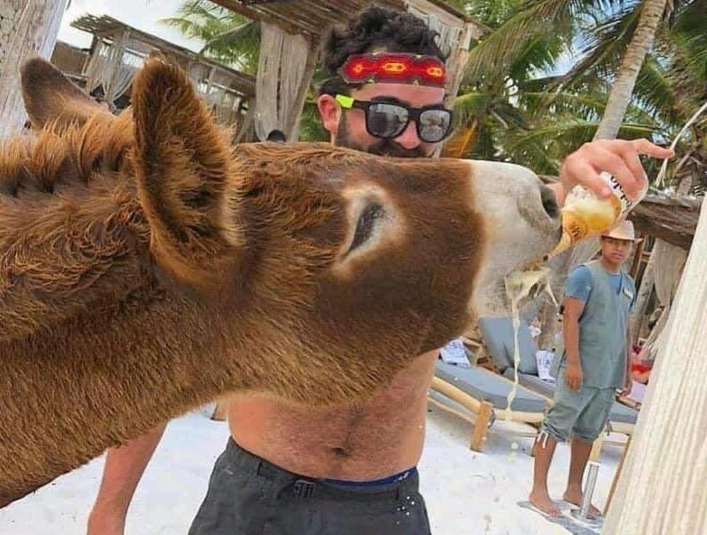 Turistas en Tulum dan cerveza a burro como atracción en hotel. Noticias en tiempo real