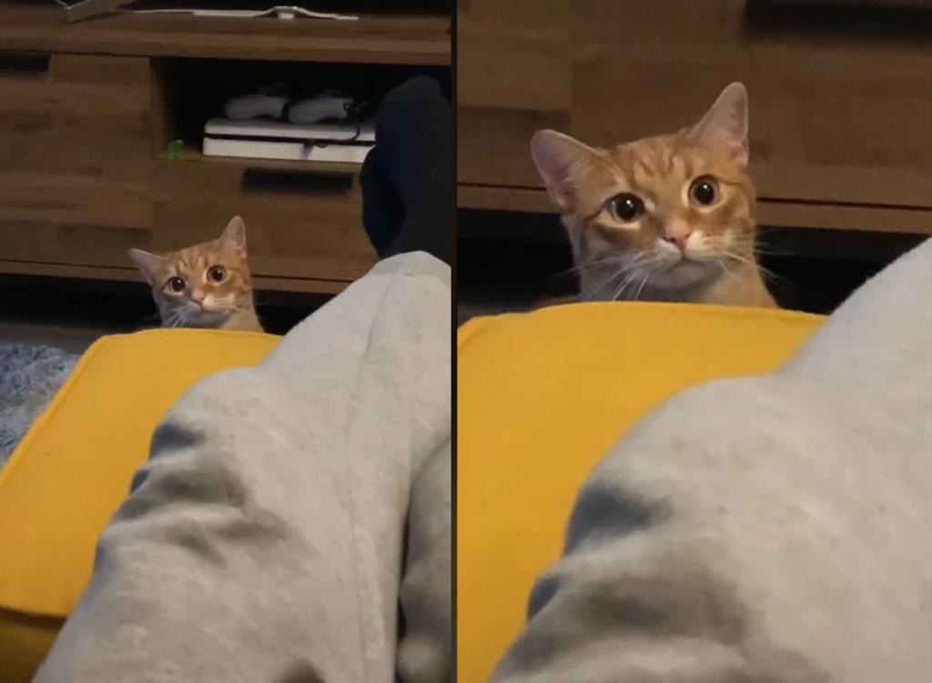 Gato se hace viral por su reacción a su dueño acariciando otro animal. Noticias en tiempo real