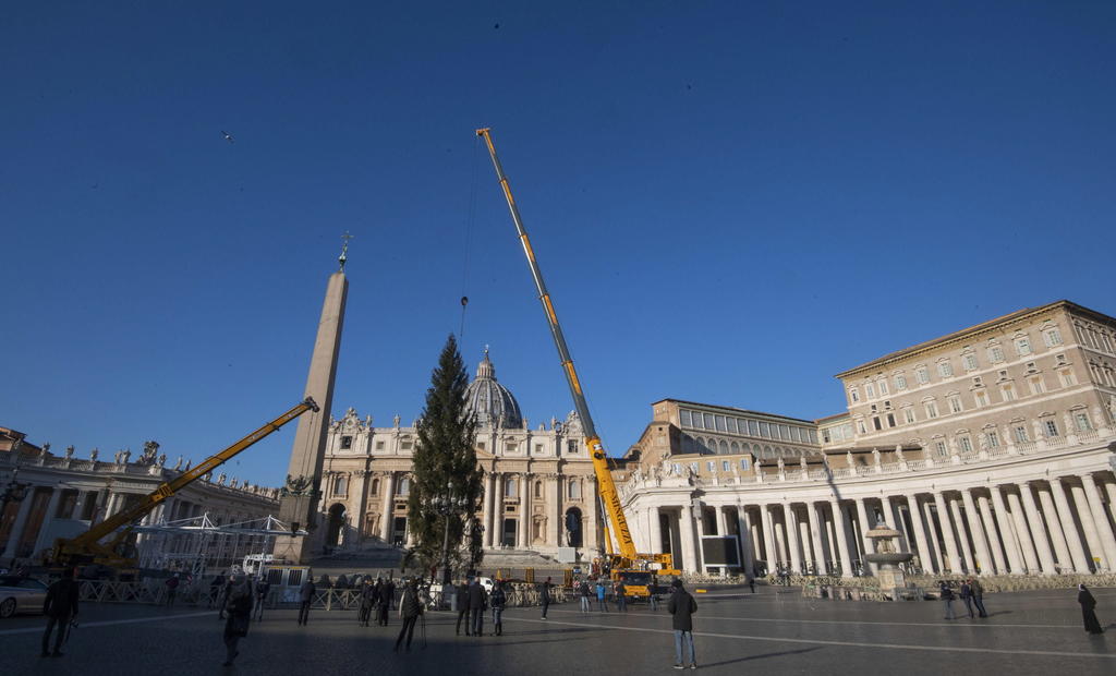 Inicia montaje del árbol de Navidad en el Vaticano. Noticias en tiempo real