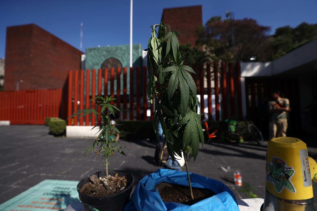 Regulación de cannabis aumentará consumo: directora de Centros Juveniles en Piedras Negras. Noticias en tiempo real