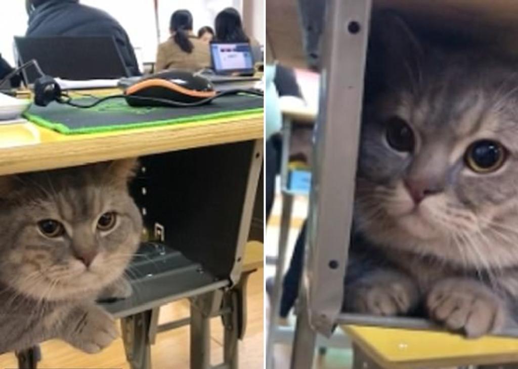 Gato se esconde en el escritorio de su dueña mientras ella está en clase. Noticias en tiempo real