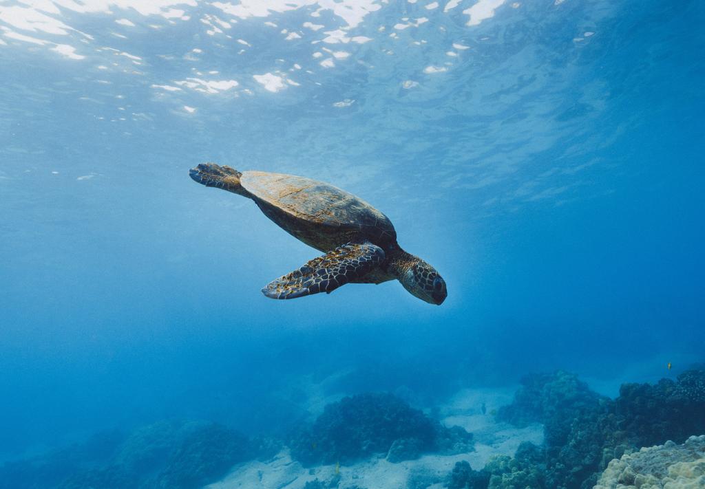 Animales acuáticos con los que puedes convivir en Cancún. Noticias en tiempo real
