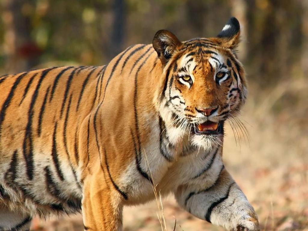 Tigre mata a una niña que recogía algodón en la India. Noticias en tiempo real