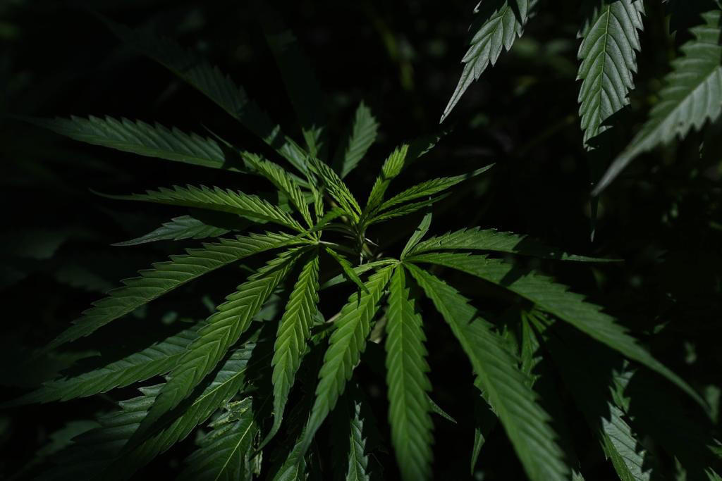 Cannabis no está entre las drogas más peligrosas: ONU. Noticias en tiempo real