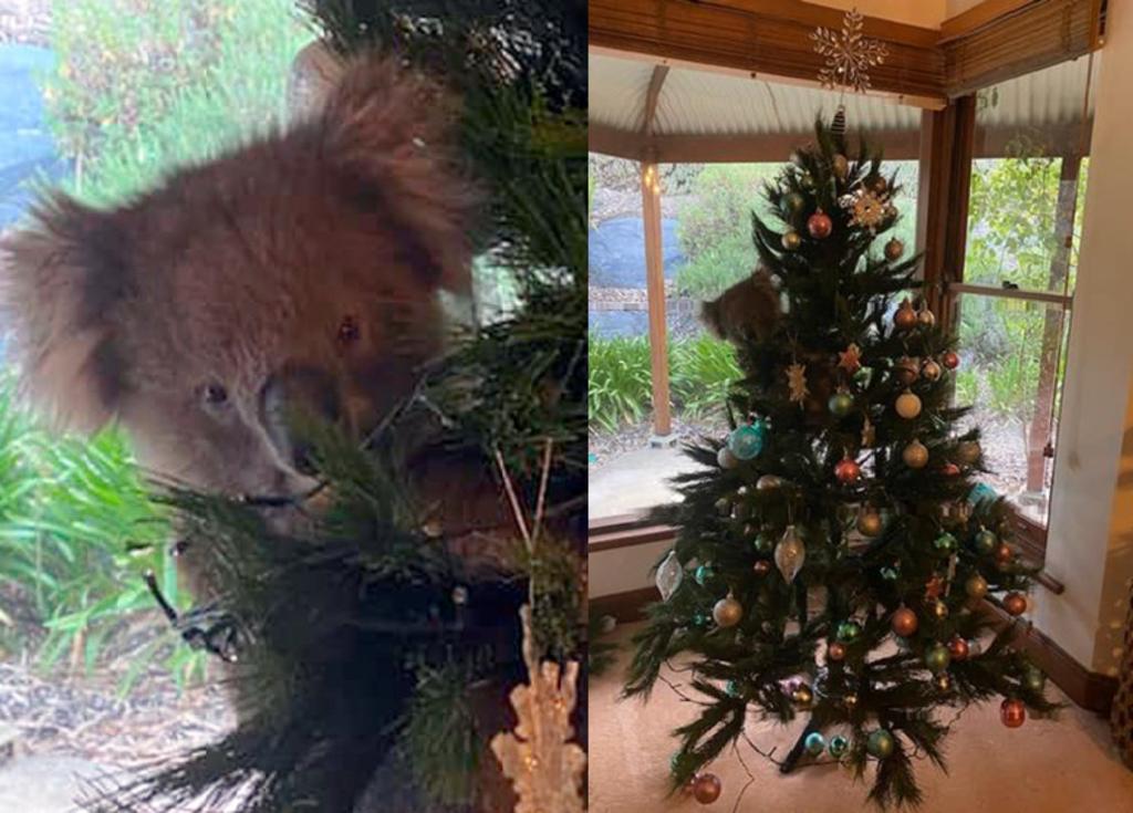 Mujer es sorprendida por un koala vivo escondido en su árbol de navidad. Noticias en tiempo real