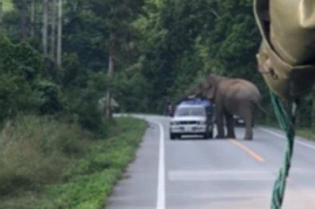 Elefante realiza 'inspección' a varios autos en carretera, El Siglo de