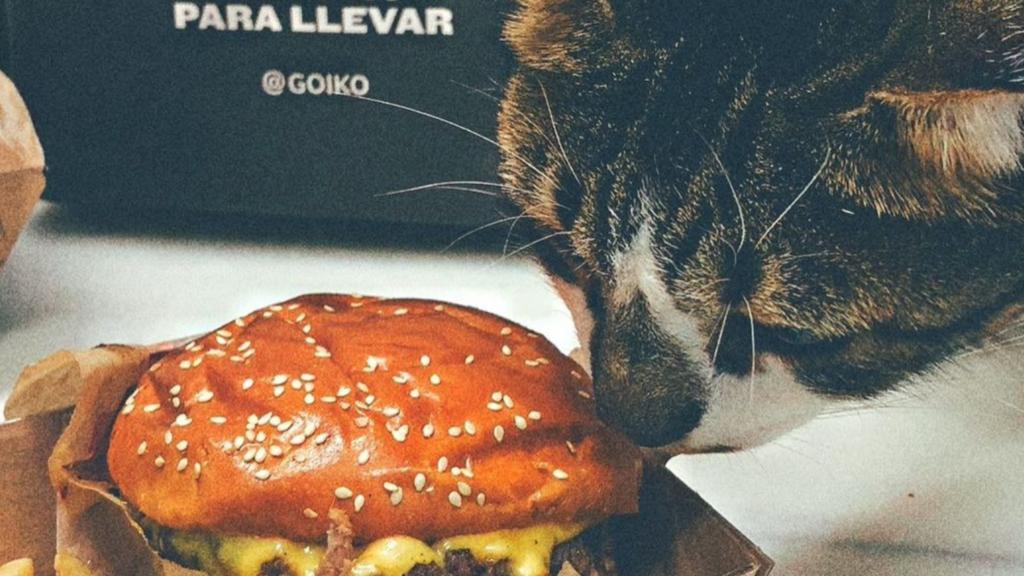 ¿Por qué los gatos de redes sociales piden ‘anvorguesas’?. Noticias en tiempo real