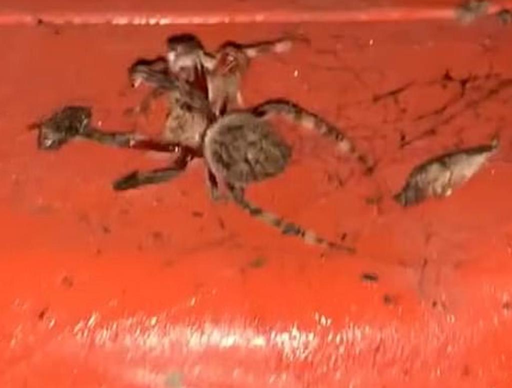 Granjero australiano graba a dos arañas peleando a muerte sobre tractor infestado de arácnidos. Noticias en tiempo real