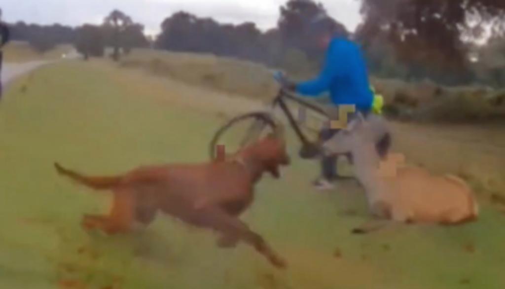 Perro ataca a brutalmente a un venado y su dueño recibe una costosa multa. Noticias en tiempo real