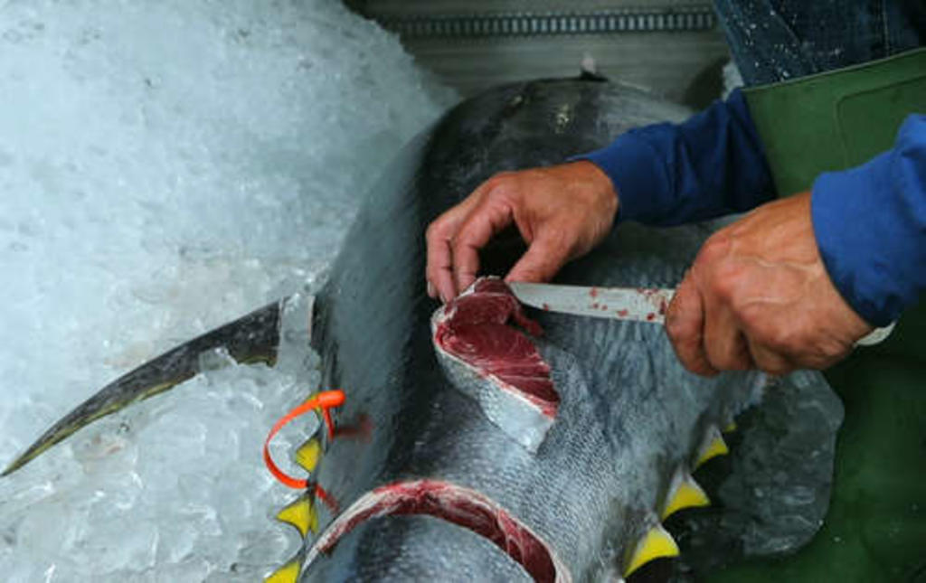 Tras periodo de veda, inicia nueva temporada de pesca de atún en México. Noticias en tiempo real