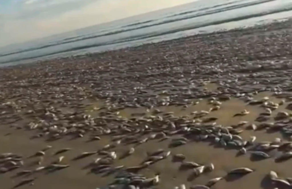 Aparecen miles de sardinas muertas en playas de Sinaloa. Noticias en tiempo real