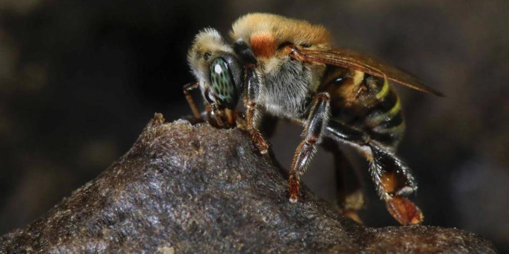 Descubren nueva especie de abeja solitaria y polinizadora en Brasil. Noticias en tiempo real