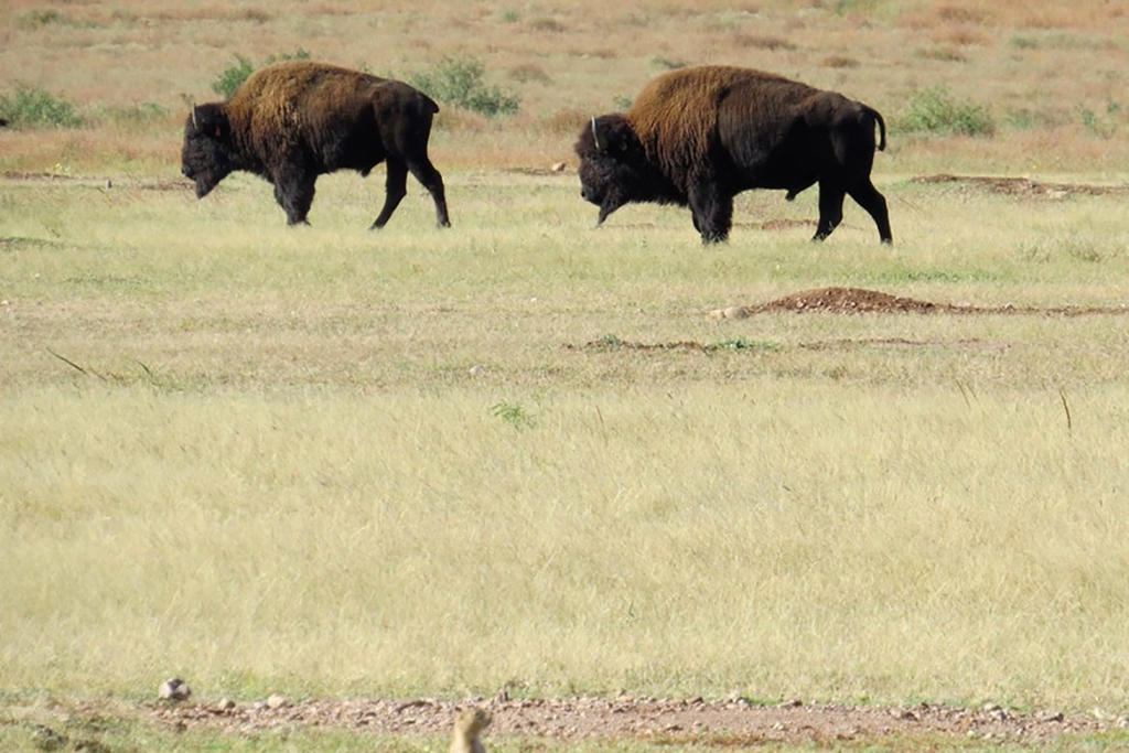 Recupera bisonte americano territorio en norte de México. Noticias en tiempo real