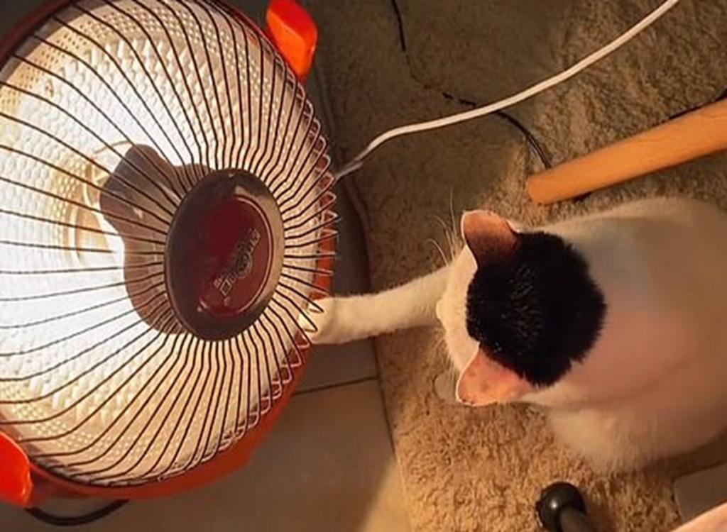 Gato ‘se pelea’ encantadoramente con su dueña por el calentador eléctrico. Noticias en tiempo real