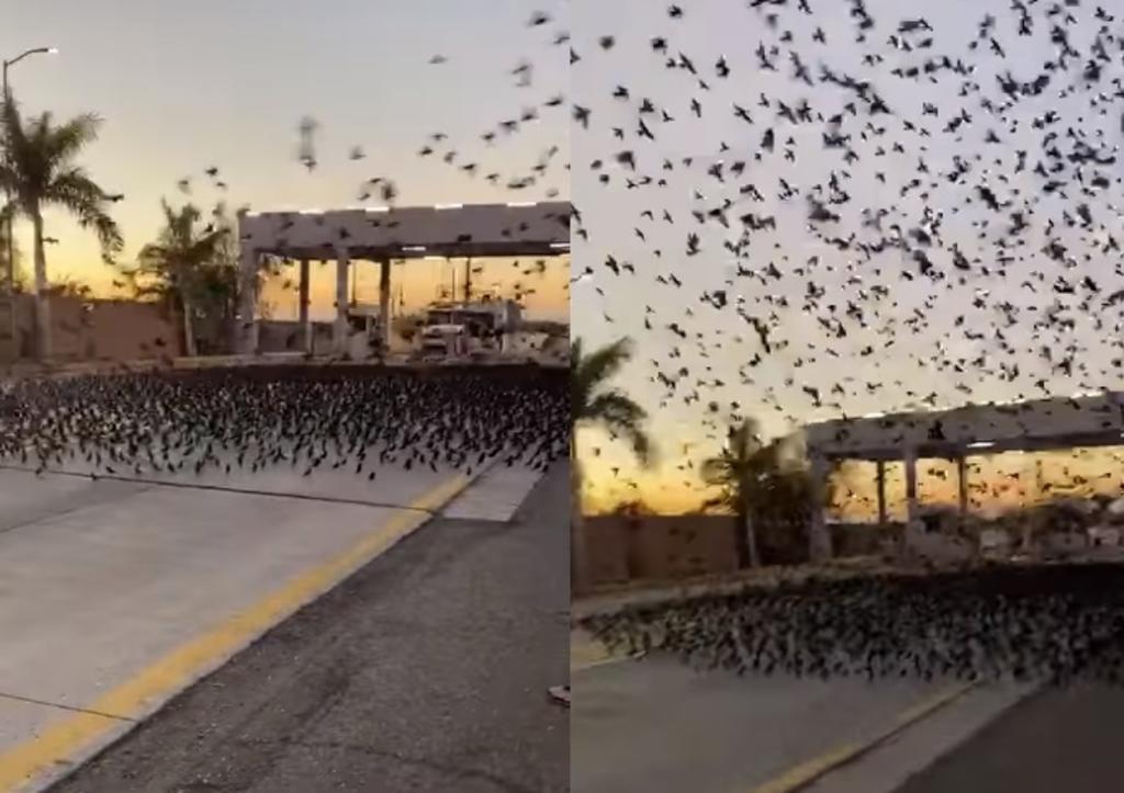 VIRAL: Pájaros toman caseta entre Sinaloa y Sonora. Noticias en tiempo real