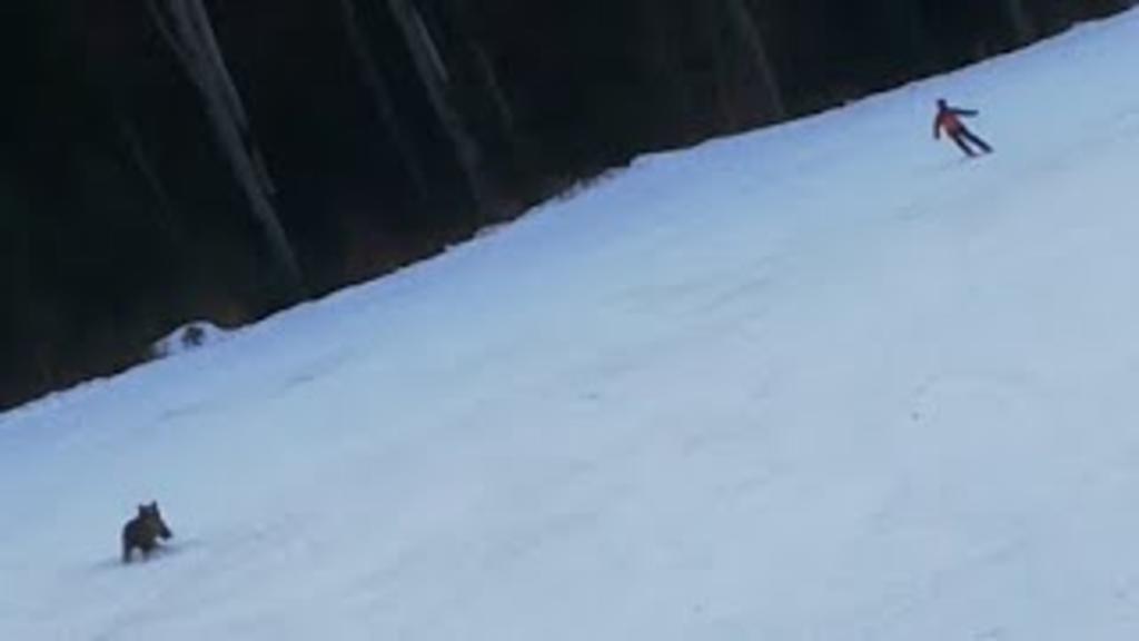 Esquiador es perseguido por un oso salvaje sobre una pendiente. Noticias en tiempo real