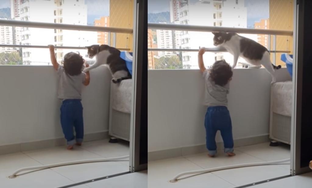 ¿Su ángel de la guarda? Gato cuida a niño en un balcón. Noticias en tiempo real