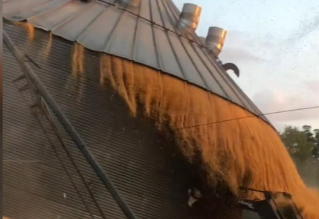Graban el momento en el que silo de maíz colapsa debido a una ruptura. Noticias en tiempo real