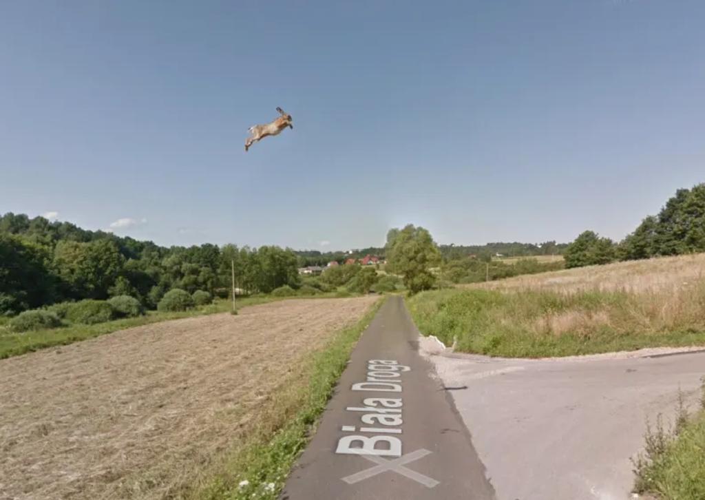 Un conejo ‘volando’ aparece en Google Maps y la explicación es trágica. Noticias en tiempo real