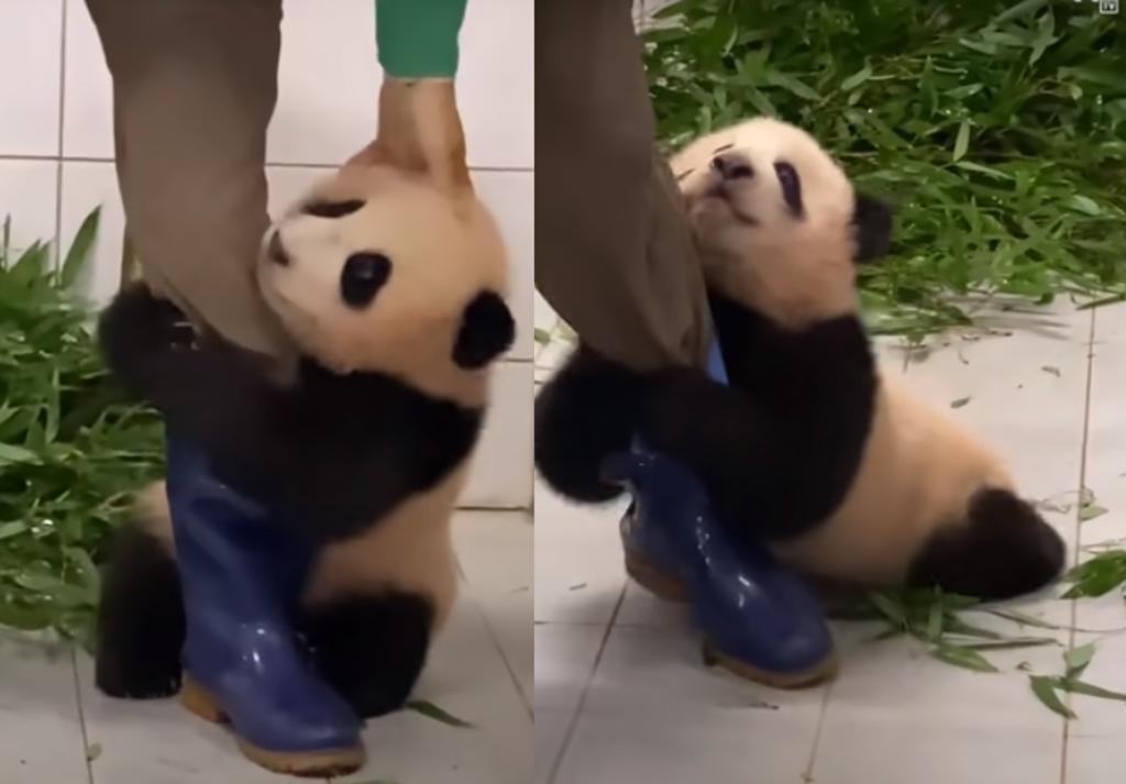 Panda se vuelve viral al no querer separarse de su cuidador. Noticias en tiempo real