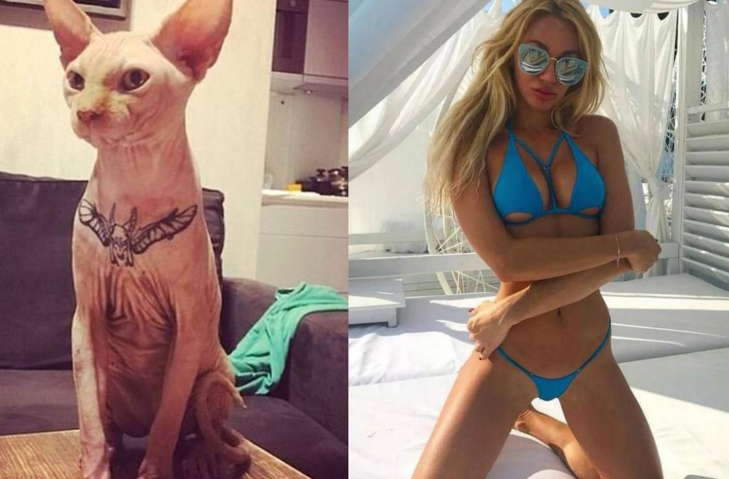 Influencer tatúa a su gato y se gana el repudio de internautas. Noticias en tiempo real