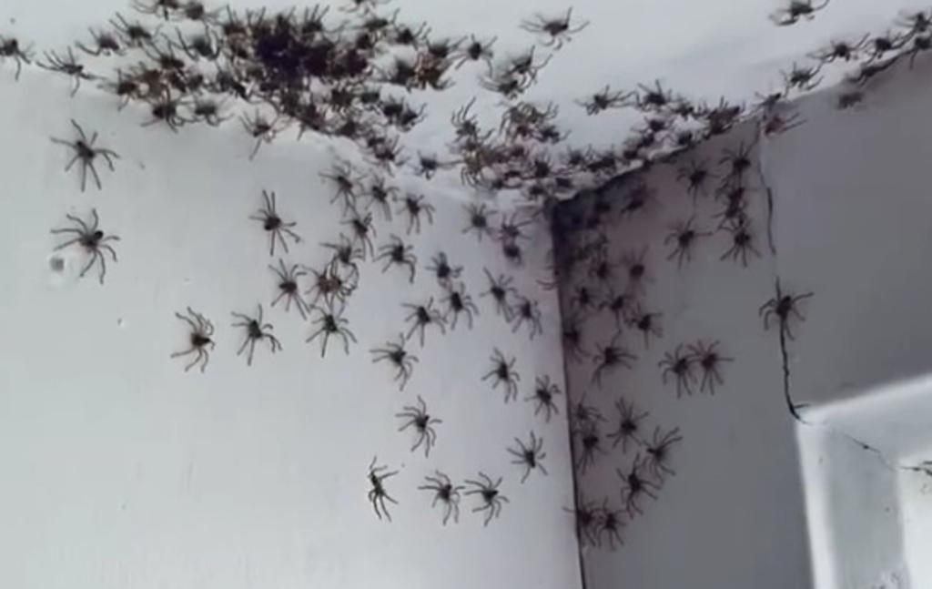 Mujer australiana encuentra el cuarto de su hija infestado de arañas y lo comparte en redes. Noticias en tiempo real