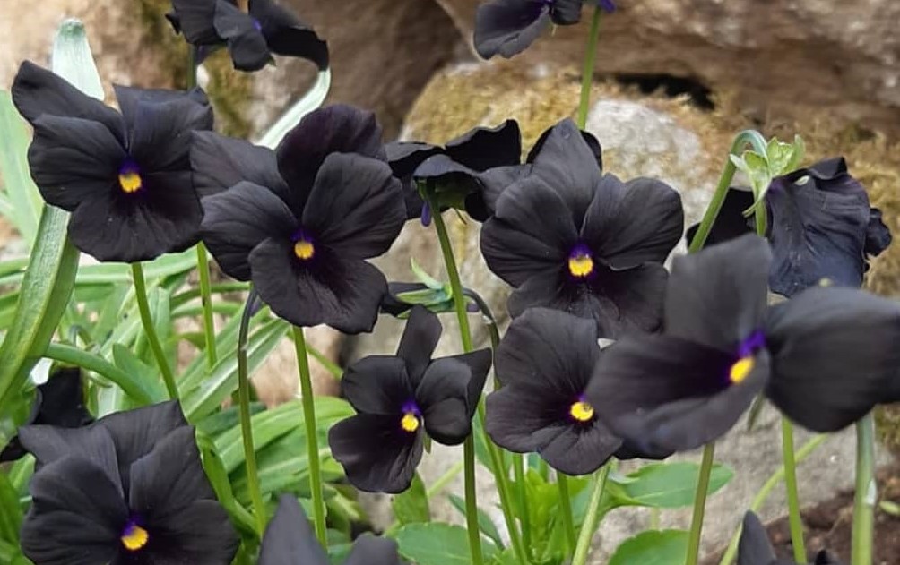 Los tipos de plantas negras más bellas